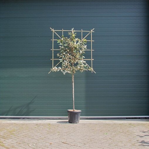 Olijfwilg als leiboom